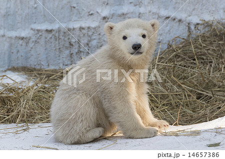 ホッキョクグマの赤ちゃん ホッキョクグマの赤ちゃん 14657386