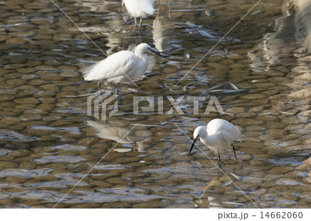 浅瀬で餌を探すコサギ 浅瀬で餌を探すコサギ 14662060
