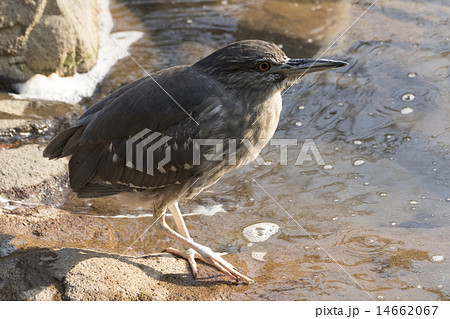 ゴイサギの幼鳥 14662067