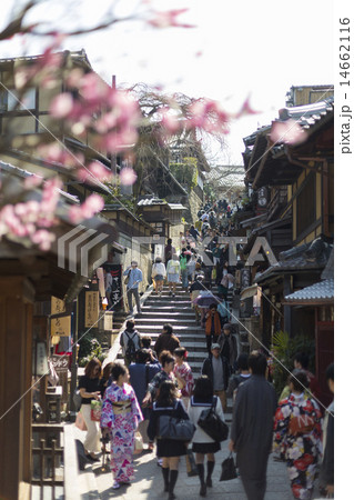 二寧坂の梅の花 14662116