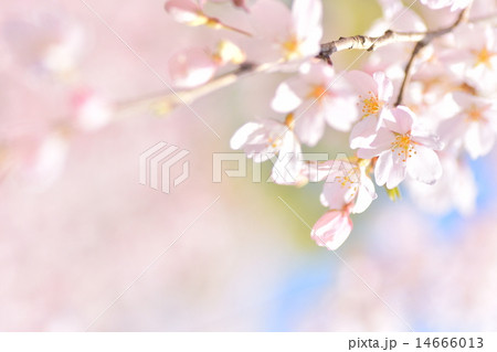 六義園のしだれ桜 14666013