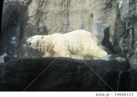 シロクマ シロクマ 14666315