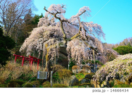 剛叟寺のしだれざくら 14666434