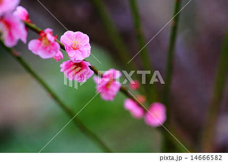 梅の花 梅の花 14666582