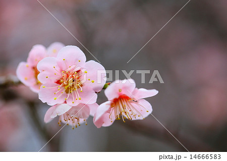 梅の花 梅の花 14666583