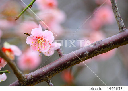 梅の花 梅の花 14666584