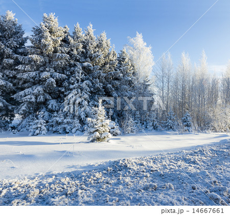 Russian winter forest road in snow Russian winter forest road in snow 14667661
