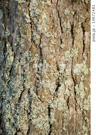 Pine-tree bark covered with lichen 14672481