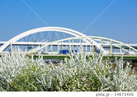 川原の白い雪柳の花と五色桜大橋 14673400