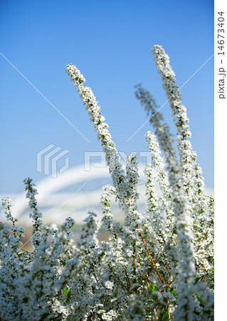 川原の白い雪柳の花と五色桜大橋 川原の白い雪柳の花と五色桜大橋 14673404