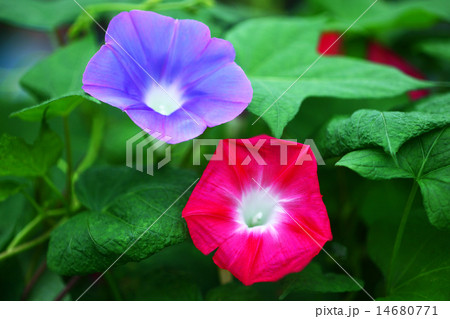 朝顔 赤と青の花の写真素材