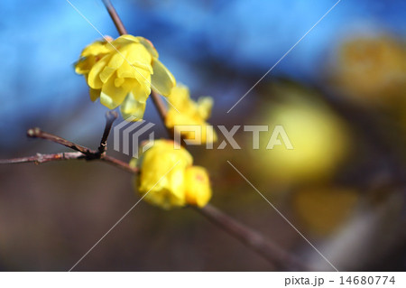 青空にロウバイ咲く 青空にロウバイ咲く 14680774