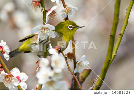 白梅にメジロ 14681223