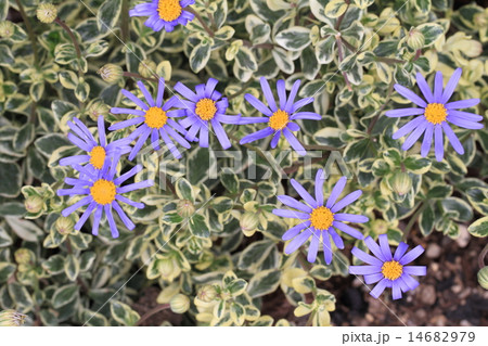 都市農業公園の青色のブルーデージー 都市農業公園の青色のブルーデージー 14682979