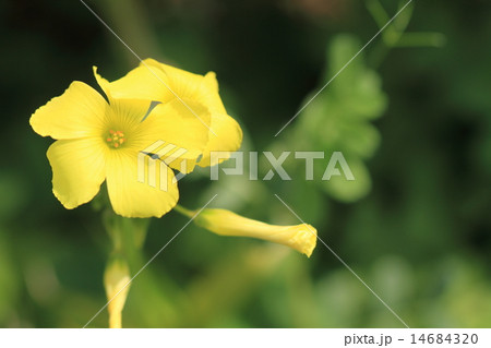 黄色いオオキバナカタバミの花と蕾 14684320