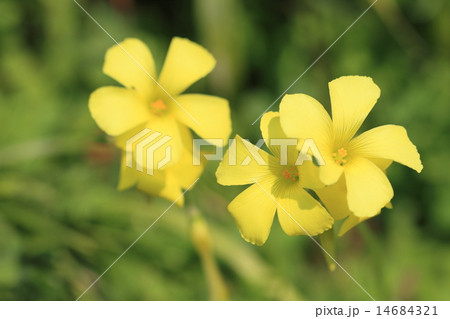 黄色いオオキバナカタバミの花と蕾 黄色いオオキバナカタバミの花と蕾 14684321