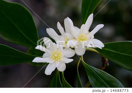 シキミ シキミ 14688773