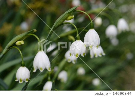 スノーフレーク 14690344