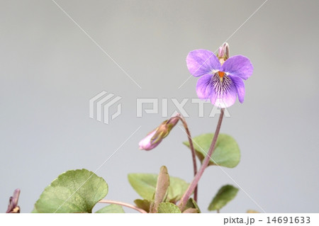 タチツボスミレ タチツボスミレ 14691633