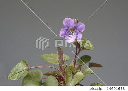 タチツボスミレ 14691638