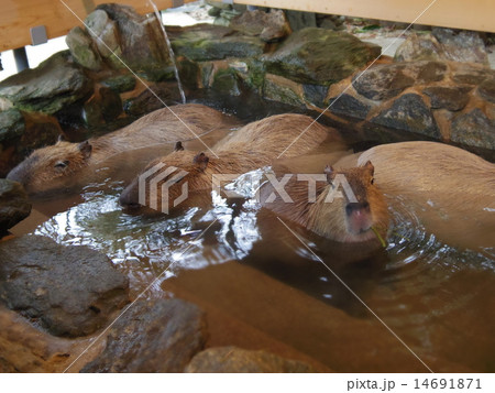 カピバラ温泉 14691871