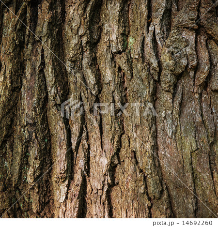 Brown oak bark Brown oak bark 14692260