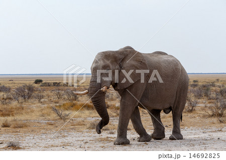 big african elephants on Etosha national park big african elephants on Etosha national park 14692825