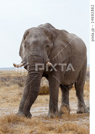 big african elephants on Etosha national park 14692862