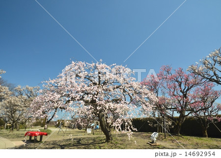 見事な枝ぶりの白梅 14692954