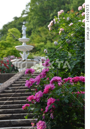 バラの花 14692973