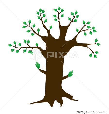 大きな木と新緑 14692986