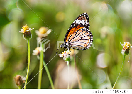 Monarch Butterfly perched on a flower.  14693205