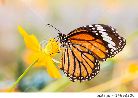 Monarch Butterfly perched on a flower. Monarch Butterfly perched on a flower. 14693206