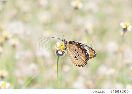 Monarch Butterfly perched on a flower. Monarch Butterfly perched on a flower. 14693209
