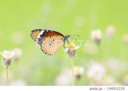 Monarch Butterfly perched on a flower.  14693220