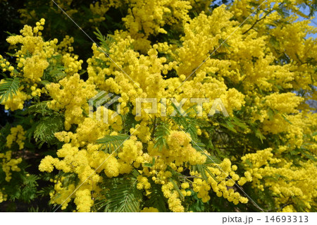 mimoza mimoza 14693313