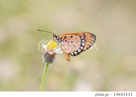 Monarch Butterfly perched on a flower. Monarch Butterfly perched on a flower. 14693331