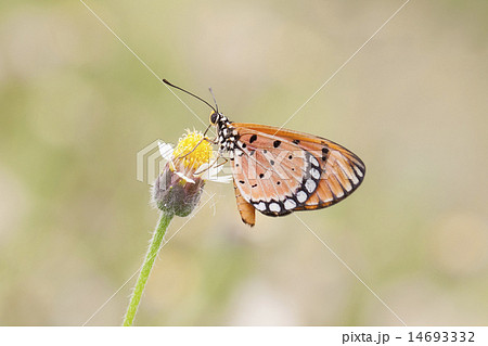 Monarch Butterfly perched on a flower. Monarch Butterfly perched on a flower. 14693332