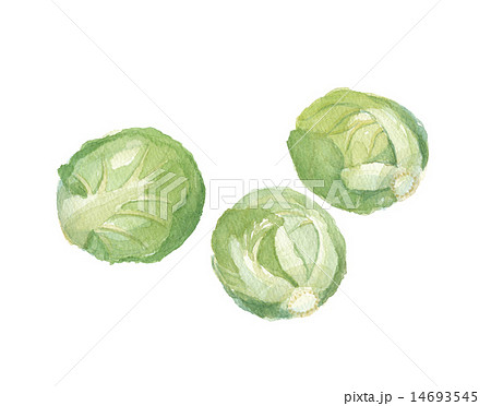 芽キャベツ 14693545