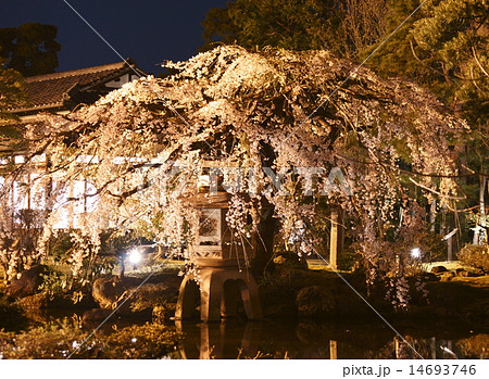 佐野美術館の枝垂れ桜 佐野美術館の枝垂れ桜 14693746