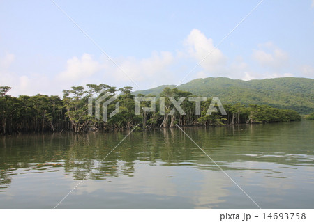 早春の沖縄 14693758