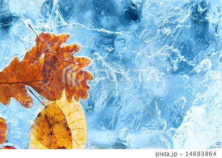 Fallen autumn leaves in the blue ice Fallen autumn leaves in the blue ice 14693864