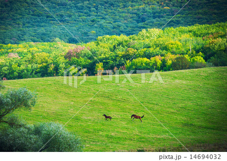 Two horses on green meadow 14694032