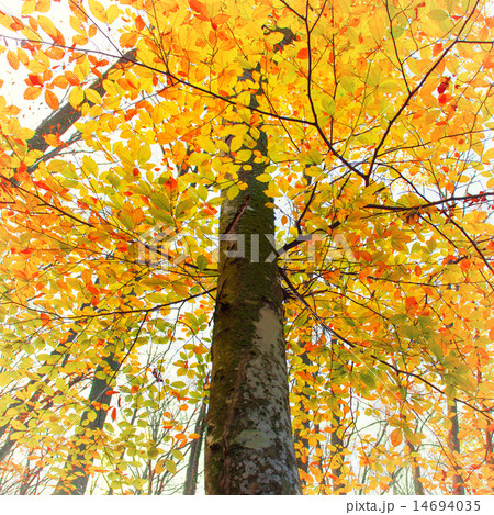 Beautiful autumn forest Beautiful autumn forest 14694035