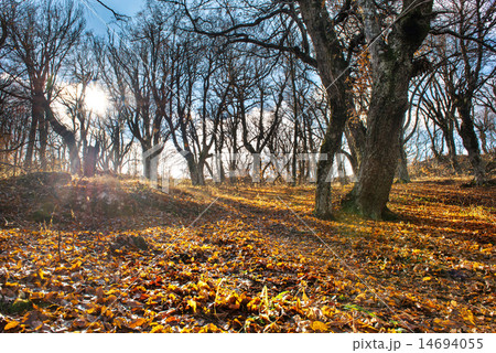 Morning in the autumn forest 14694055