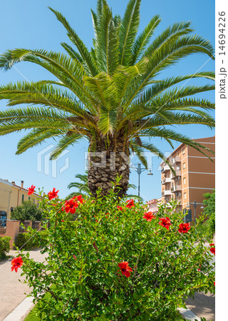Red tropical flower hibiscus Red tropical flower hibiscus 14694226