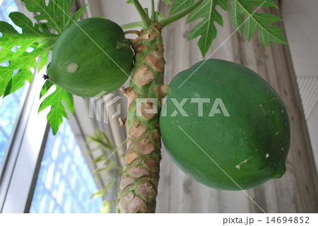 パパイヤ 14694852