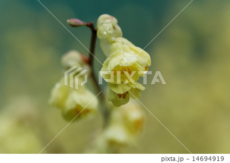 淡い黄色のヒュウガミズキの花 淡い黄色のヒュウガミズキの花 14694919