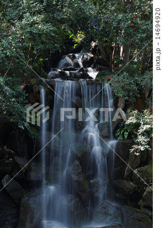 名主の滝公園の男滝と周囲の椿 14694920