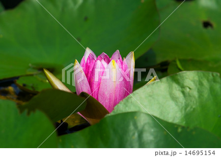 赤い睡蓮の花 14695154